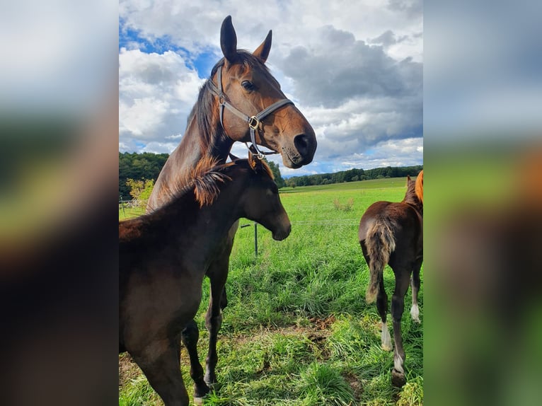 Cheval de sport allemand Jument 10 Ans 150 cm Bai brun in Berlin