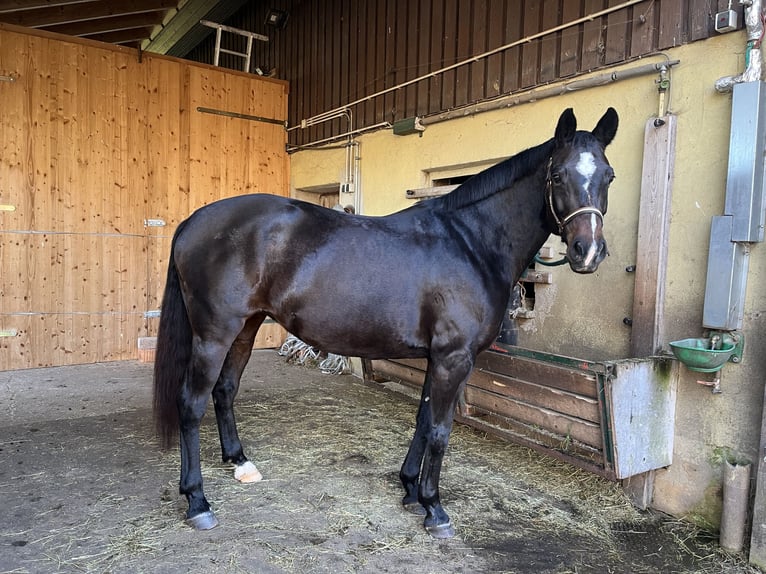 Cheval de sport allemand Jument 10 Ans 155 cm Bai brun in Bad Wildbad im Schwarzwald