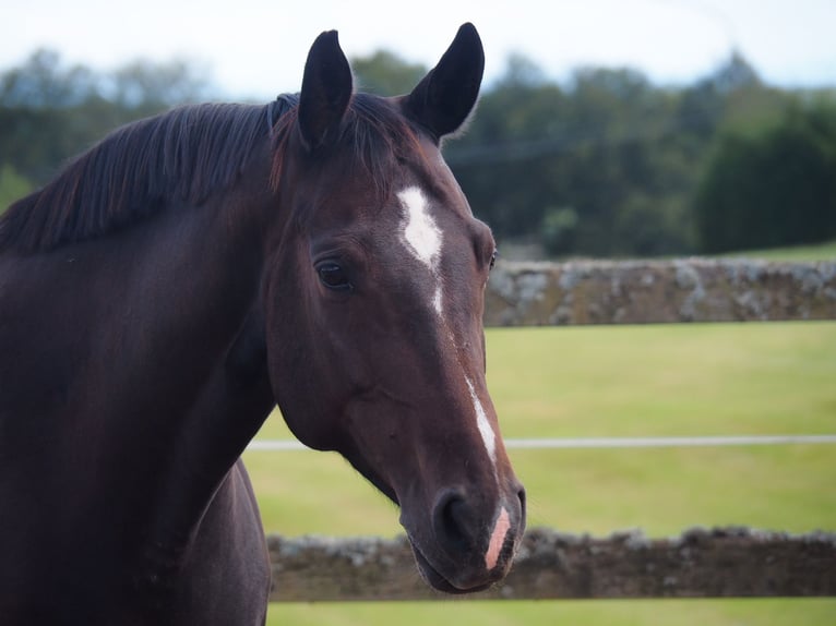 Cheval de sport allemand Jument 10 Ans 155 cm Bai brun in Bad Wildbad im Schwarzwald