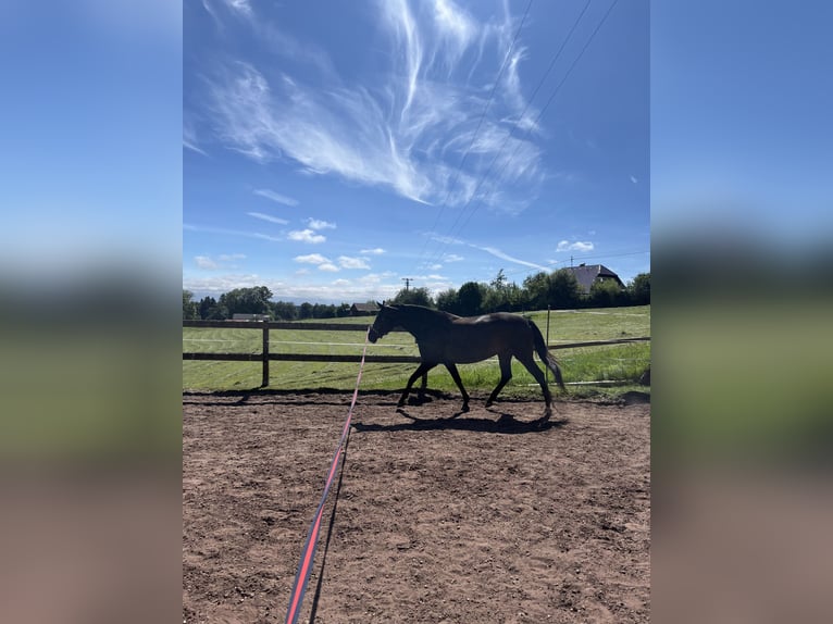 Cheval de sport allemand Jument 10 Ans 155 cm Bai brun in Bad Wildbad im Schwarzwald