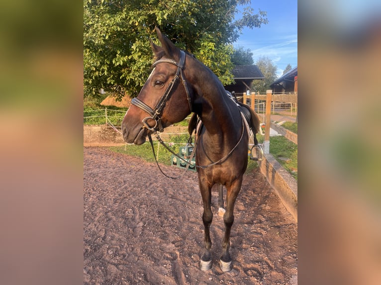 Cheval de sport allemand Jument 10 Ans 155 cm Bai brun in Bad Wildbad im Schwarzwald