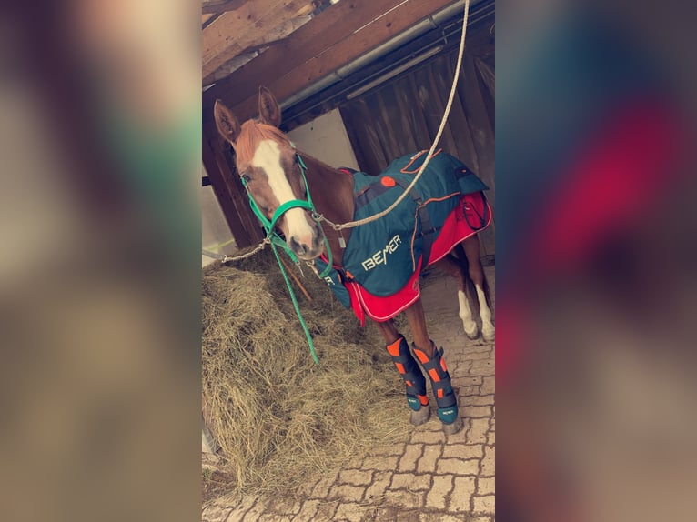 Cheval de sport allemand Jument 10 Ans 160 cm Alezan brûlé in Köstenberg