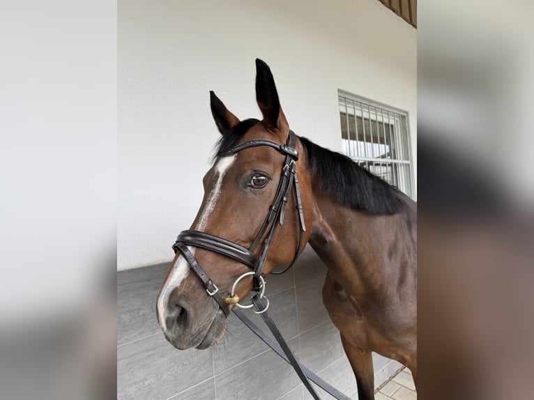Cheval de sport allemand Jument 10 Ans 160 cm Bai brun in Winnenden