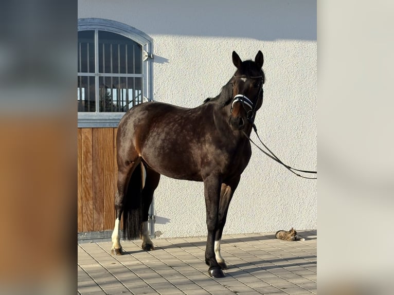 Cheval de sport allemand Jument 10 Ans 160 cm Bai brun in Westerheim