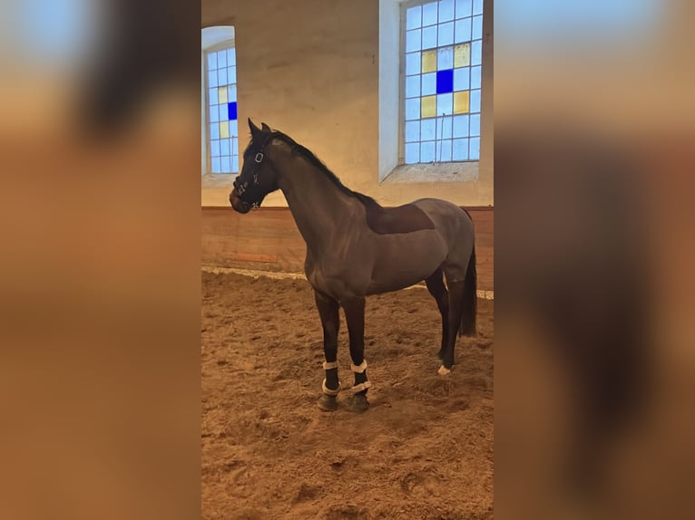 Cheval de sport allemand Jument 10 Ans 160 cm Bai brun in Neustadt Dosse