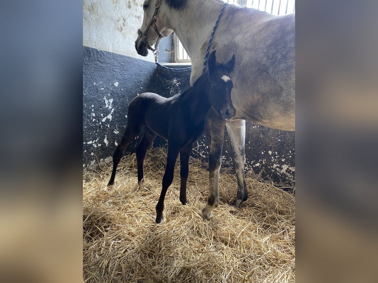 Cheval de sport allemand Jument 10 Ans 160 cm Gris in Siegen