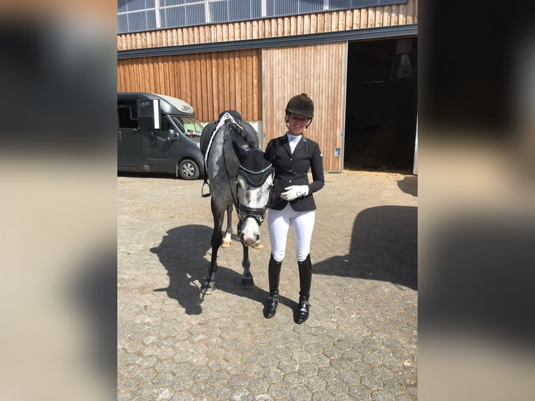 Cheval de sport allemand Jument 10 Ans 160 cm Gris in Siegen