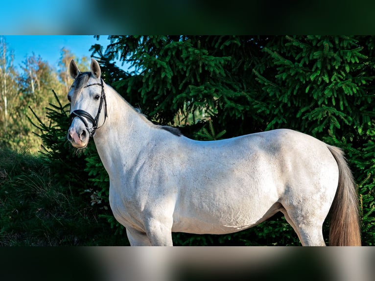 Cheval de sport allemand Jument 10 Ans 161 cm Gris in Klotzsche