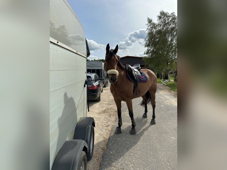 Cheval de sport allemand Jument 10 Ans 163 cm Bai in Fulda Cheval de sport allemand Jument 10 Ans 163 cm Bai in Fulda