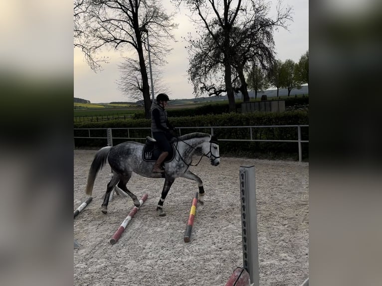 Cheval de sport allemand Jument 10 Ans 163 cm Gris in Sibbesse