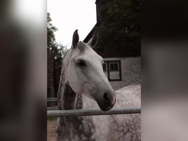 Cheval de sport allemand Jument 10 Ans 163 cm Gris in Sibbesse