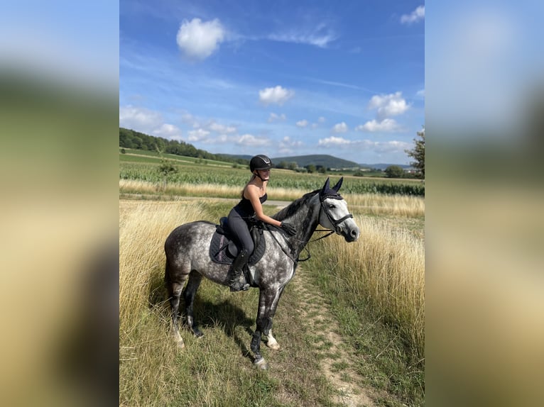 Cheval de sport allemand Jument 10 Ans 163 cm Gris in Sibbesse