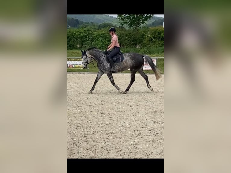 Cheval de sport allemand Jument 10 Ans 163 cm Gris in Sibbesse