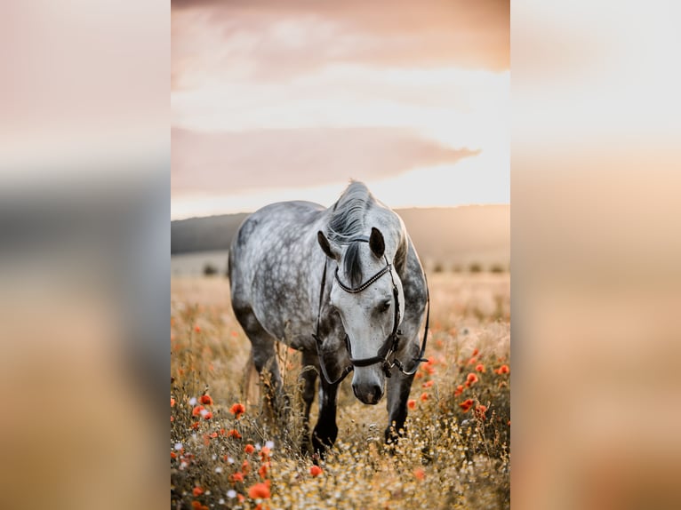 Cheval de sport allemand Jument 10 Ans 163 cm Gris in Sibbesse