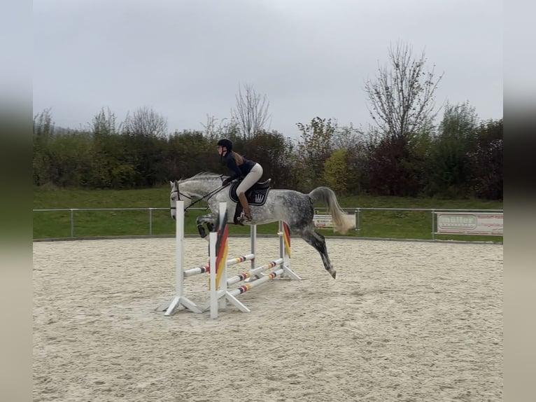 Cheval de sport allemand Jument 10 Ans 163 cm Gris in Sibbesse