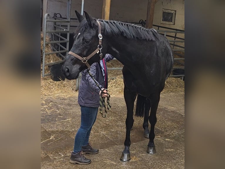 Cheval de sport allemand Jument 10 Ans 164 cm Noir in Braunschweig