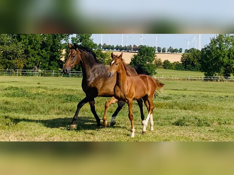 Cheval de sport allemand Jument 10 Ans 165 cm Bai brun in Warza