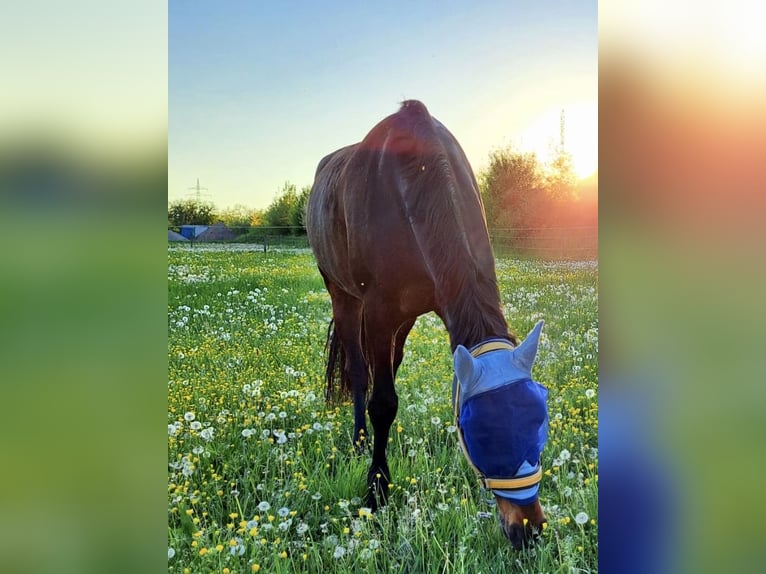 Cheval de sport allemand Jument 10 Ans 165 cm Bai brun foncé in Winnenden