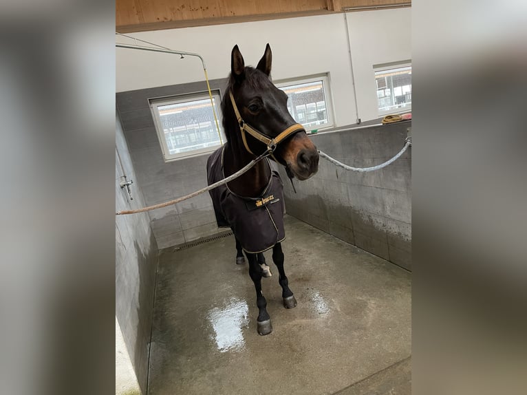 Cheval de sport allemand Jument 10 Ans 165 cm Bai brun foncé in Winnenden