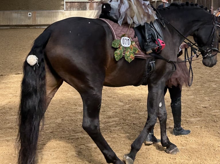 Cheval de sport allemand Jument 10 Ans 165 cm Bai brun foncé in Winnenden