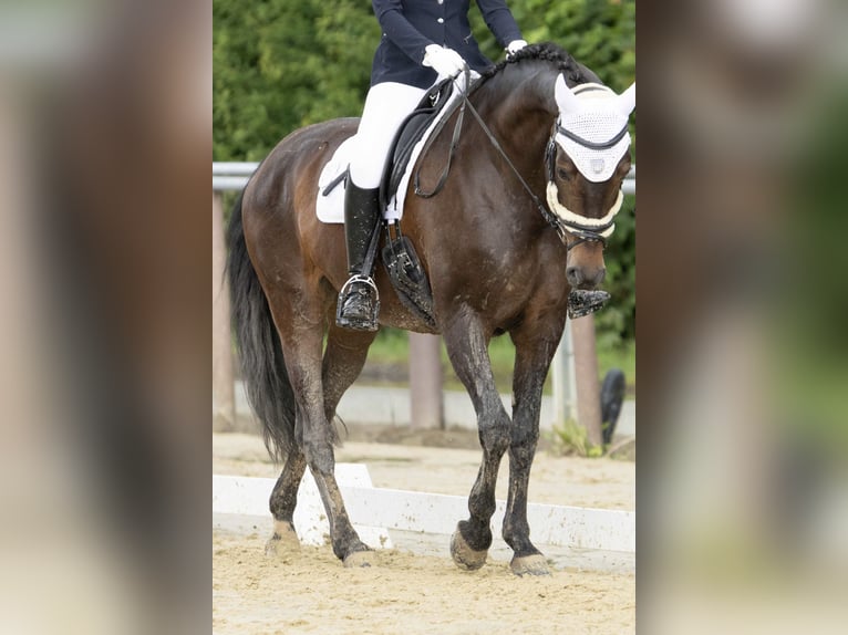 Cheval de sport allemand Jument 10 Ans 165 cm Bai brun foncé in Winnenden