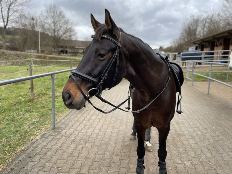 Cheval de sport allemand Jument 10 Ans 165 cm Bai brun foncé in Winnenden