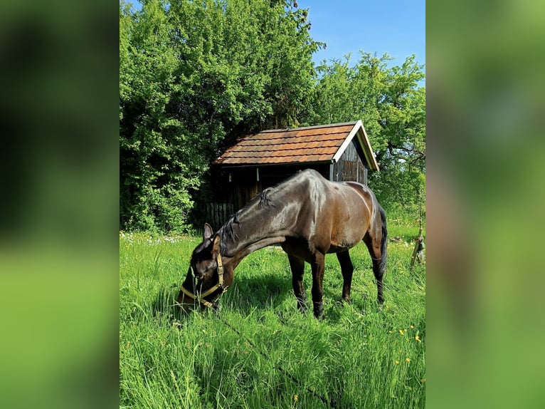 Cheval de sport allemand Jument 10 Ans 165 cm Bai brun foncé in Winnenden