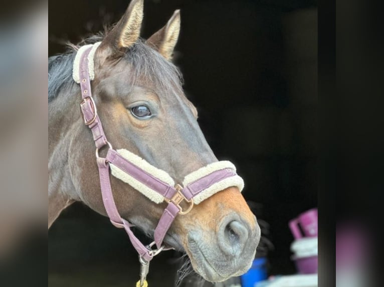 Cheval de sport allemand Jument 10 Ans 165 cm Bai brun foncé in Winnenden