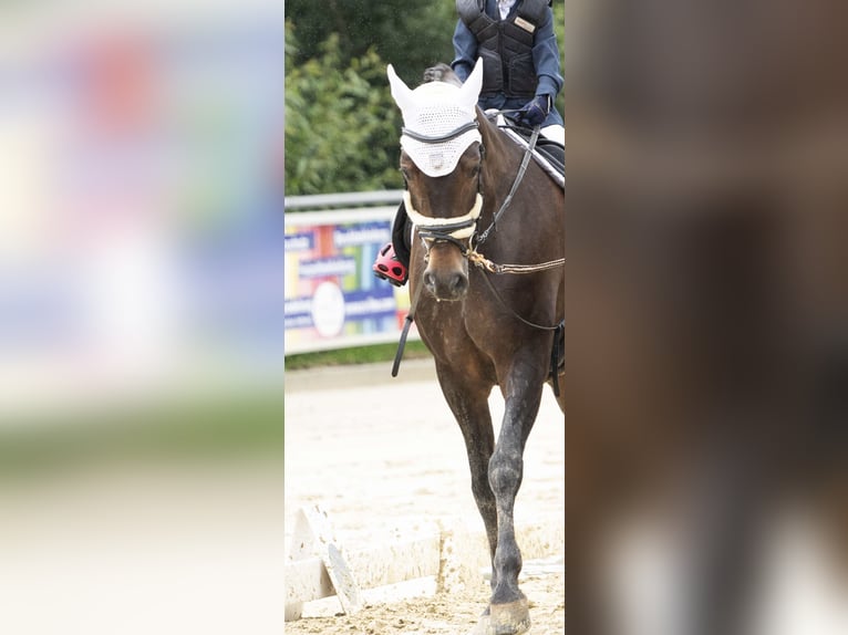 Cheval de sport allemand Jument 10 Ans 165 cm Bai brun foncé in Winnenden