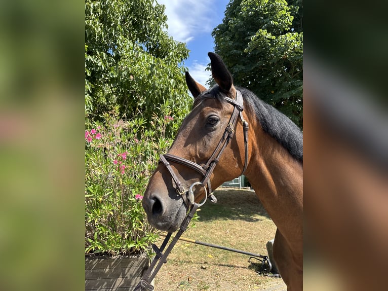 Cheval de sport allemand Jument 10 Ans 165 cm Bai in Bruchk&#xF6;bel