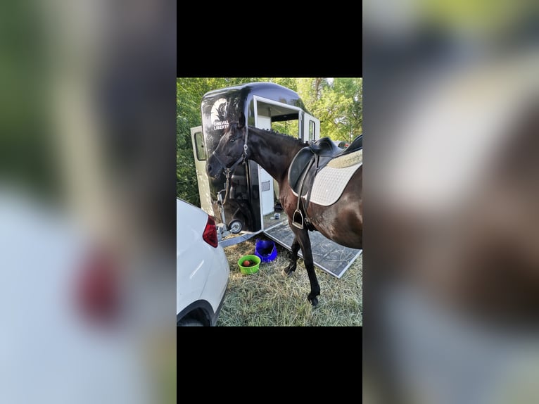 Cheval de sport allemand Jument 10 Ans 165 cm Noir in Feucht