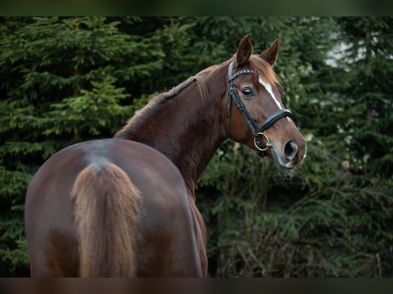 Cheval de sport allemand Jument 10 Ans 166 cm Alezan brûlé in Wertach