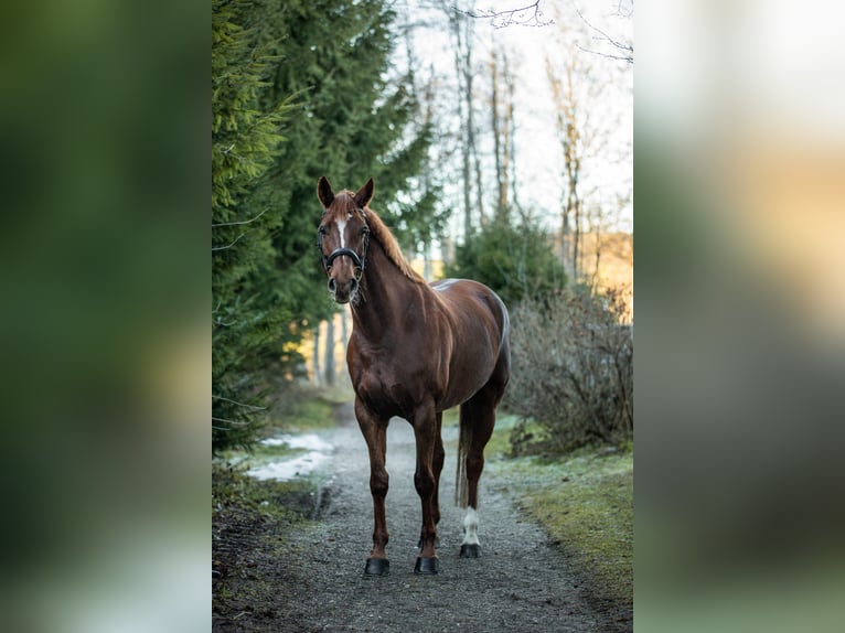 Cheval de sport allemand Jument 10 Ans 166 cm Alezan brûlé in Wertach