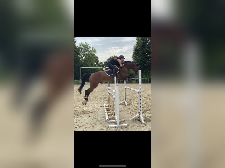 Cheval de sport allemand Jument 10 Ans 166 cm Bai brun in Essen