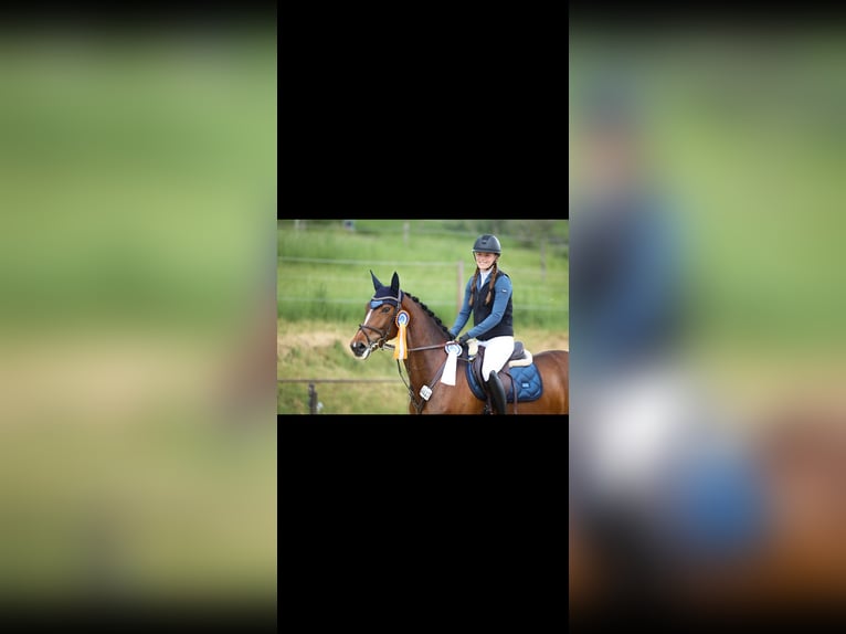 Cheval de sport allemand Jument 10 Ans 166 cm Bai brun in Essen
