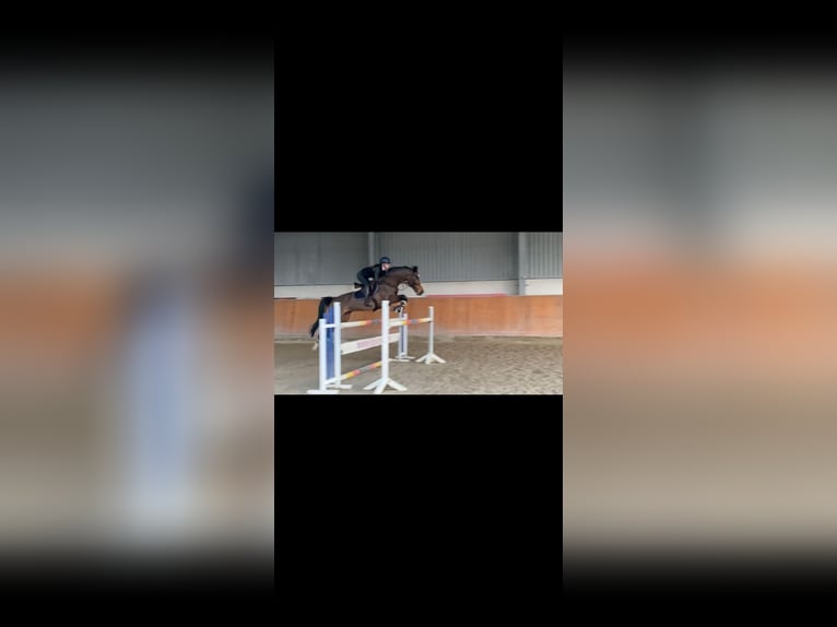 Cheval de sport allemand Jument 10 Ans 166 cm Bai brun in Essen