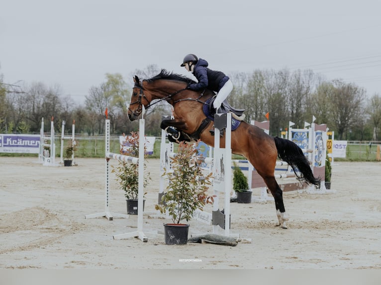 Cheval de sport allemand Jument 10 Ans 166 cm Bai in Magdeburg