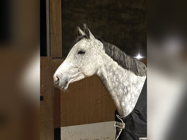 Cheval de sport allemand Jument 10 Ans 167 cm Gris moucheté in Neuensteinnstein