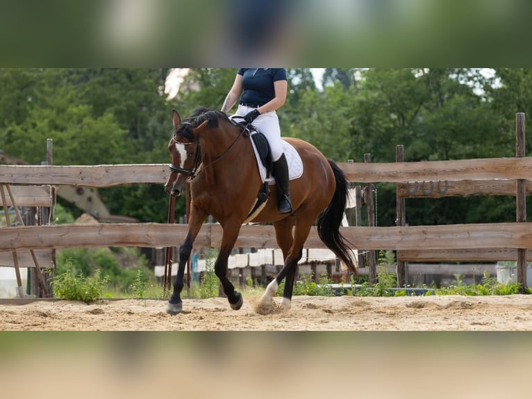 Cheval de sport allemand Jument 10 Ans 168 cm Bai in Bannewitz