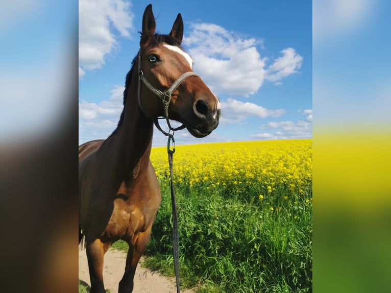 Cheval de sport allemand Jument 10 Ans 168 cm Bai in Bannewitz