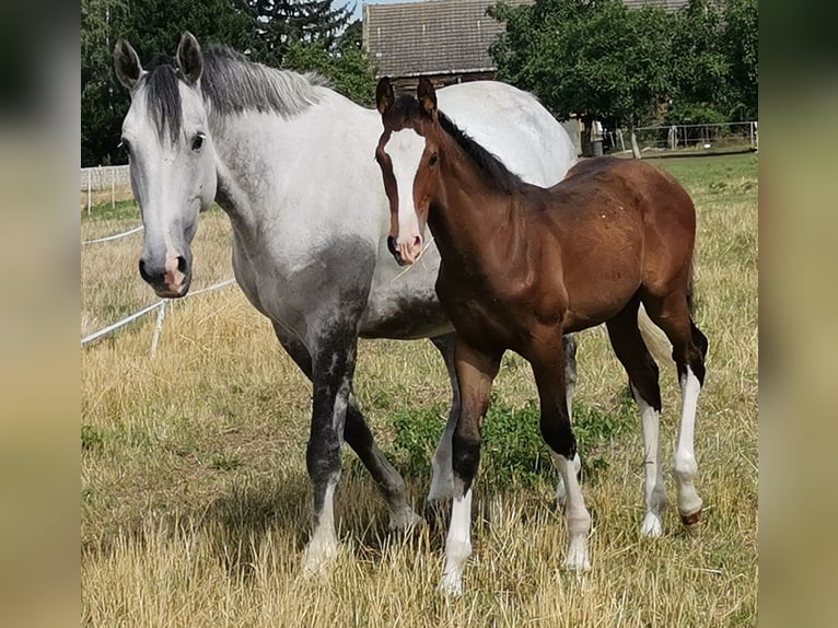 Cheval de sport allemand Jument 10 Ans 168 cm Gris in Bitterfeld- Wolfen