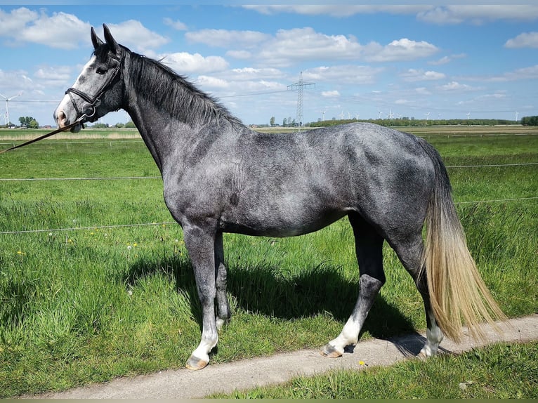 Cheval de sport allemand Jument 10 Ans 168 cm Gris in Bitterfeld- Wolfen