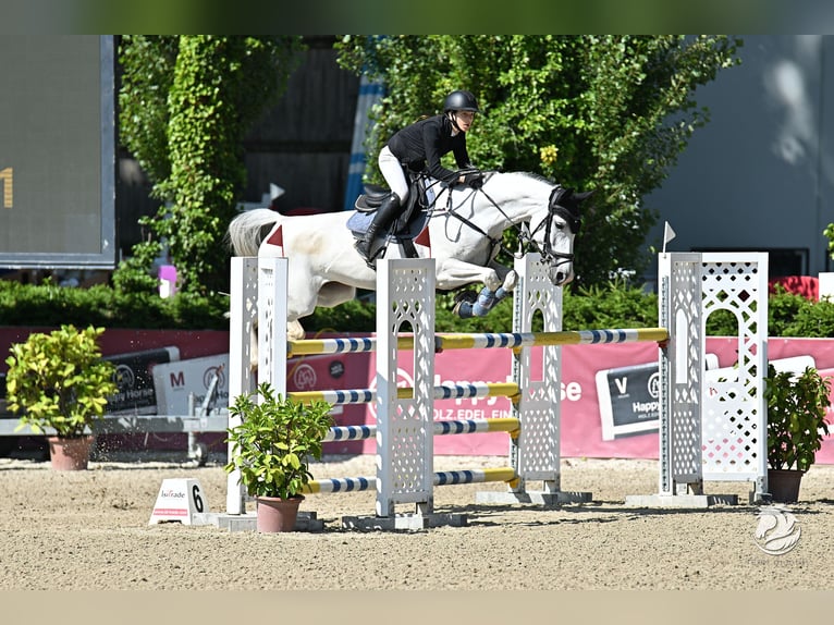 Cheval de sport allemand Jument 10 Ans 168 cm Gris in Salzburg