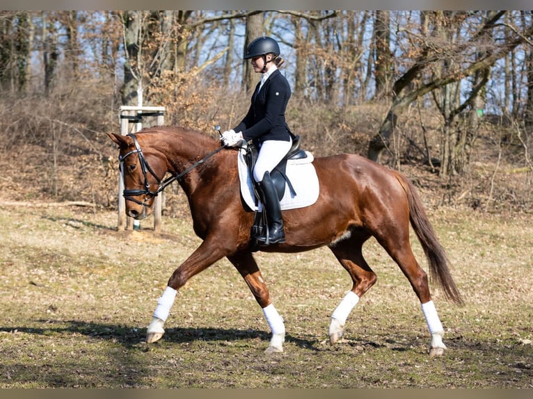 Cheval de sport allemand Jument 10 Ans 169 cm Alezan in Moritzburg