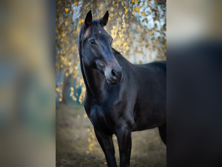 Cheval de sport allemand Jument 10 Ans 169 cm Bai brun in Oberkrämer