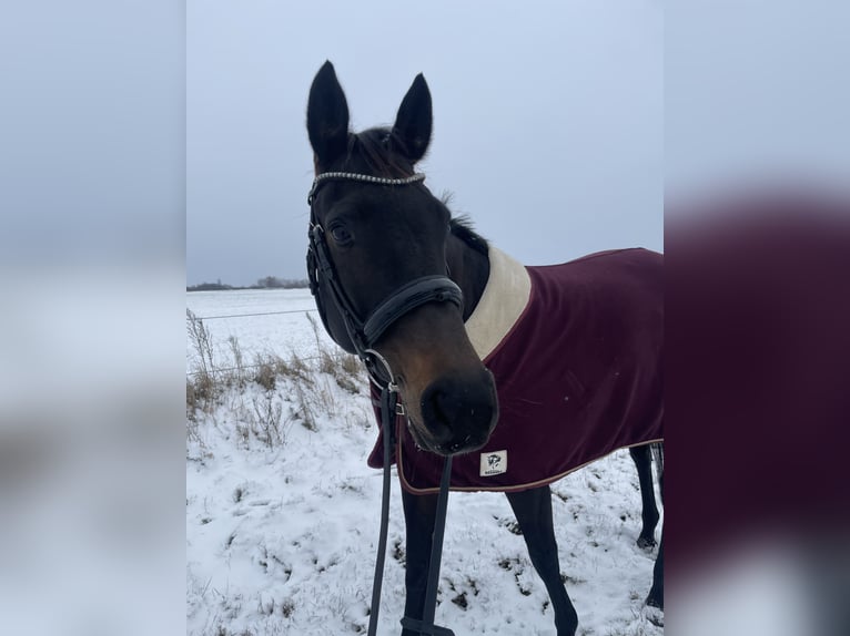 Cheval de sport allemand Jument 10 Ans 169 cm Bai brun in Oberkrämer