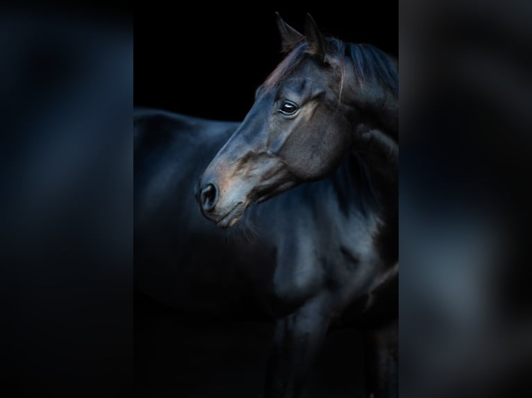 Cheval de sport allemand Jument 10 Ans 169 cm Bai brun in Oberkrämer