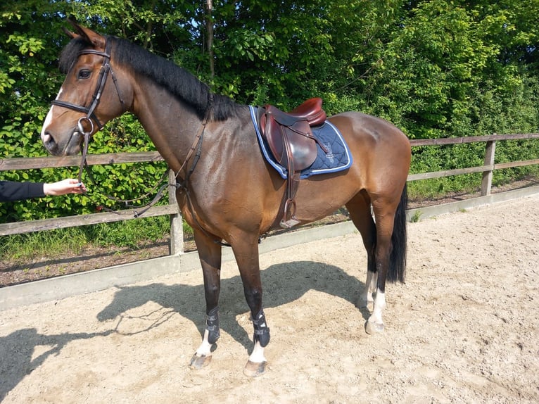 Cheval de sport allemand Jument 10 Ans 169 cm Bai in Lohne (Oldenburg)