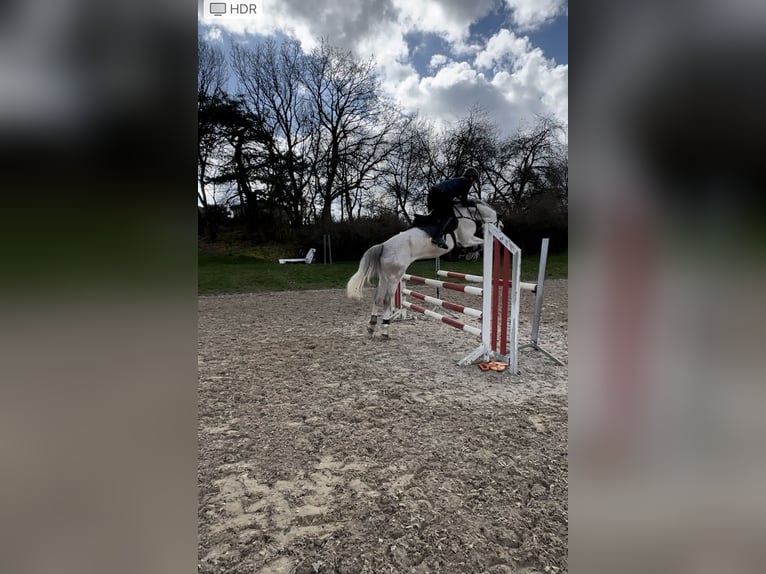 Cheval de sport allemand Jument 10 Ans 169 cm Gris in Idar-Oberstein