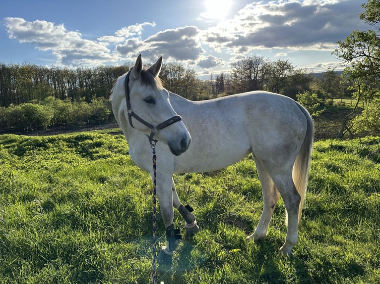 Cheval de sport allemand Jument 10 Ans 169 cm Gris in Idar-Oberstein